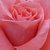 Oranje - roze - Floribunda roos - Favorite®